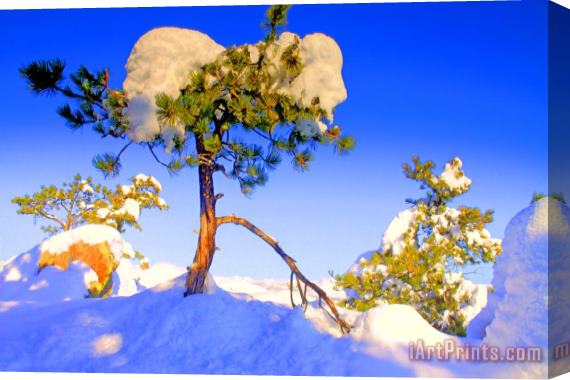 Collection 14 Snow Tree Stretched Canvas Print / Canvas Art