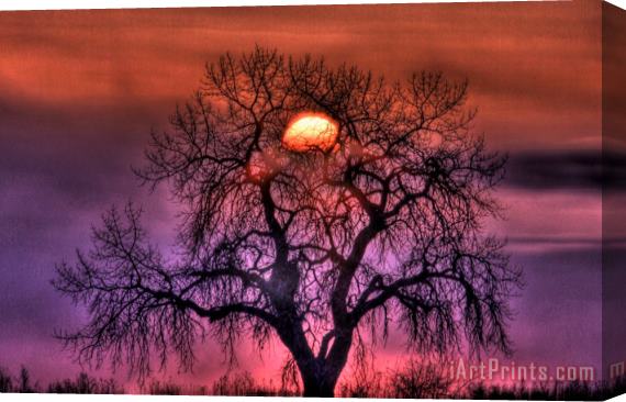 Collection 14 Sunrise Through The Foggy Tree Stretched Canvas Print / Canvas Art
