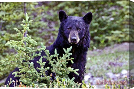 Collection 14 The Black Bear Stare Stretched Canvas Print / Canvas Art