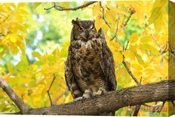 Collection 14 The Great Horned Owl Stretched Canvas Print / Canvas Art