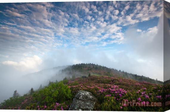 Collection 3 Blue Skies Above Catawba Rhododendron in the Roan Mountain Highlands Stretched Canvas Painting / Canvas Art
