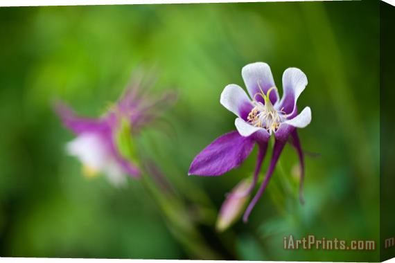 Collection 3 Purple Columbine Wildflower Stretched Canvas Print / Canvas Art
