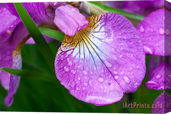 Collection 3 Purple Iris with Spring Rain Drops Stretched Canvas Painting / Canvas Art