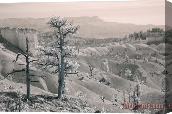 Collection 6 Bryce Canyon Infrared Stretched Canvas Painting / Canvas Art