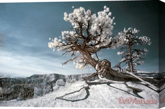 Collection 6 Bryce Canyon Infrared Tree Stretched Canvas Painting / Canvas Art