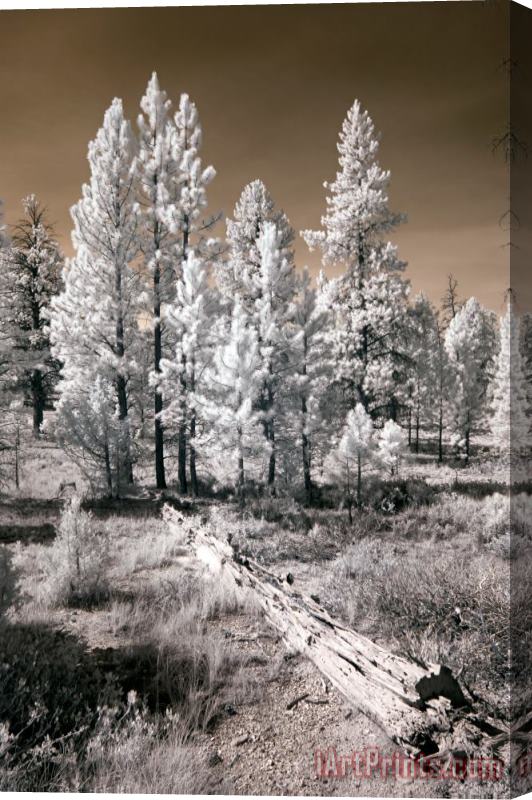 Collection 6 Bryce Canyon Infrared Trees Stretched Canvas Painting / Canvas Art