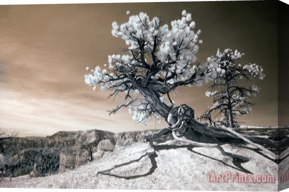 Collection 6 Bryce Canyon Tree Sculpture Stretched Canvas Painting / Canvas Art