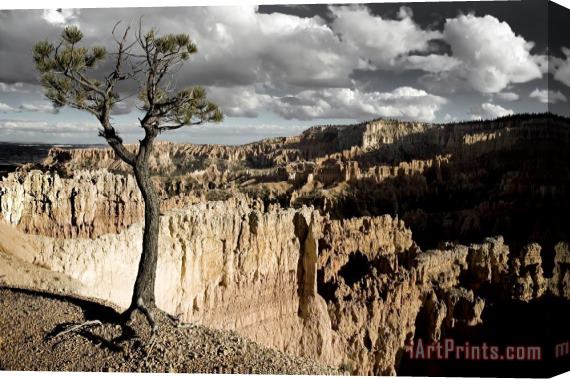 Collection 6 Lone Tree Canyon Stretched Canvas Print / Canvas Art