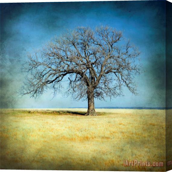 Collection 6 Lone Tree Stretched Canvas Painting / Canvas Art