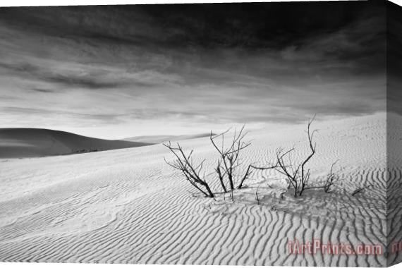 Collection 6 White Sands Stretched Canvas Print / Canvas Art