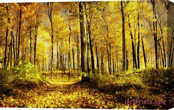 Collection 8 Autumn gold Stretched Canvas Painting / Canvas Art