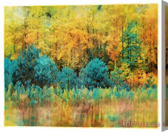 Collection 8 Autumn pines Stretched Canvas Print / Canvas Art