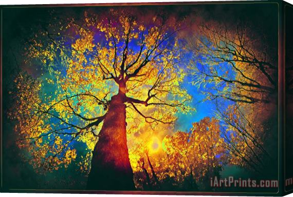 Collection 8 Night sky splendor Stretched Canvas Print / Canvas Art