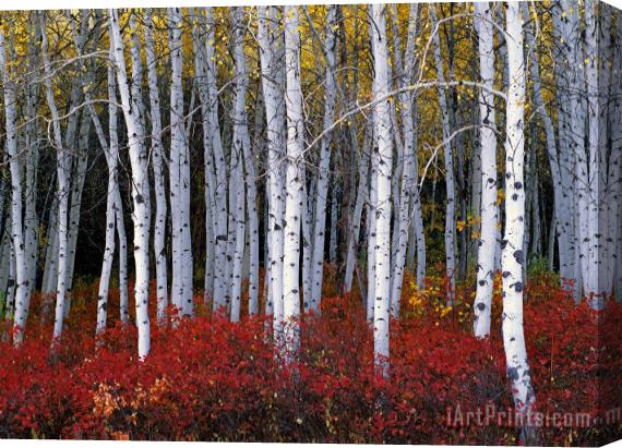 Collection Light in Forest Stretched Canvas Print / Canvas Art