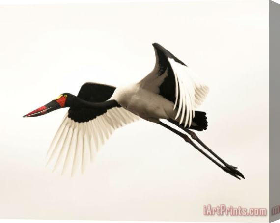 Collection Red-crowned Crane Stretched Canvas Painting / Canvas Art