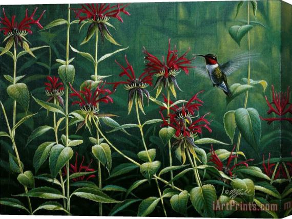 Collection Wilhelm Goebel Hummingbird Stretched Canvas Painting / Canvas Art