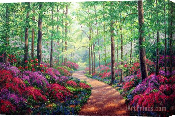 Collection Woodland Walk Stretched Canvas Painting / Canvas Art