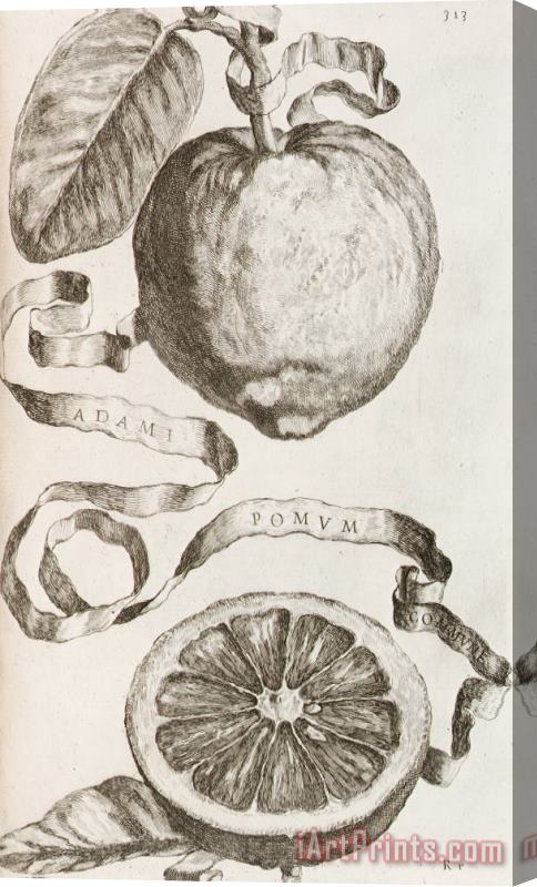 Cornelis Bloemaert Adam's Apple Stretched Canvas Print / Canvas Art
