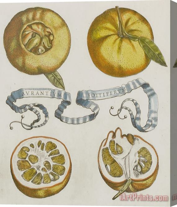 Cornelis Bloemaert Oranges Stretched Canvas Print / Canvas Art