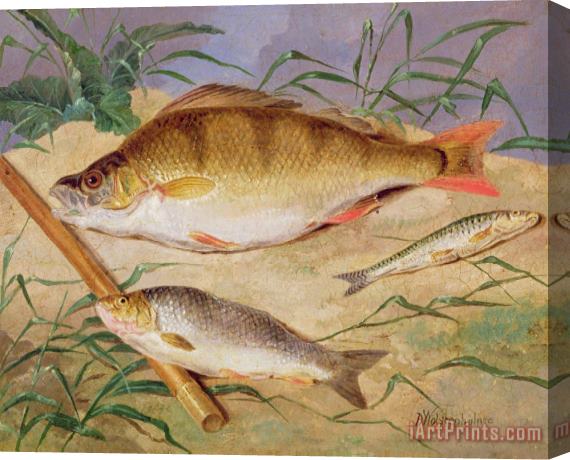D Wolstenholme  An Angler's Catch of Coarse Fish Stretched Canvas Print / Canvas Art