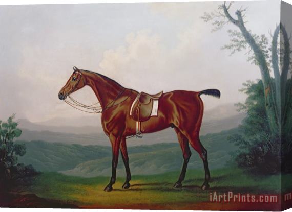 Daniel Clowes Portrait of a Race Horse Stretched Canvas Print / Canvas Art