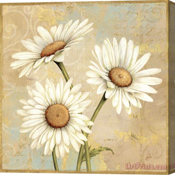 Daphne Brissonnet Beautiful Daisies I Stretched Canvas Painting / Canvas Art