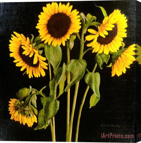David Hardy Sunflowers Stretched Canvas Print / Canvas Art