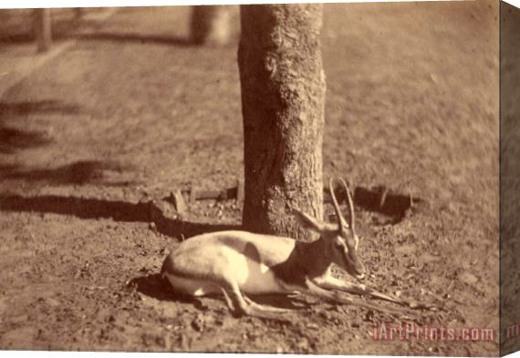 Despoineta (gazelle Lying Down Against a Tree) Stretched Canvas Print / Canvas Art
