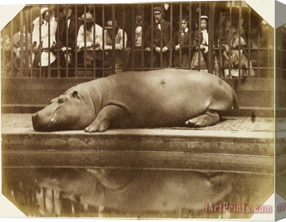 Don Juan, Comte De Montizon Obaysch, The Hippopotamus, London Zoo Stretched Canvas Print / Canvas Art