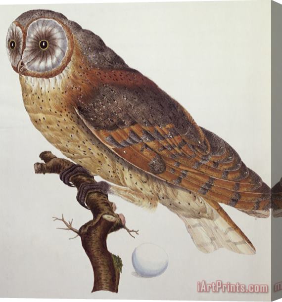 Dutch School Barn Owl Stretched Canvas Painting / Canvas Art