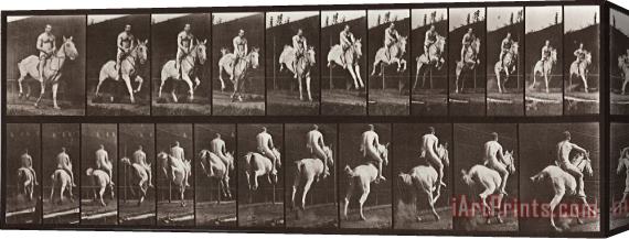 Eadweard J. Muybridge Animal Locomotion, Plate 646 Stretched Canvas Print / Canvas Art