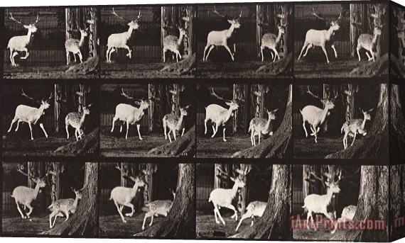 Eadweard J. Muybridge Animal Locomotion, Plate 686 Stretched Canvas Print / Canvas Art