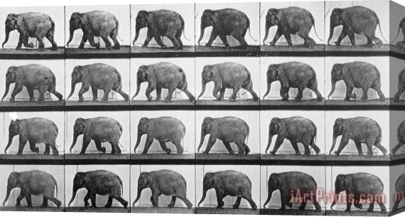 Eadweard Muybridge Elephant Walking Stretched Canvas Print / Canvas Art