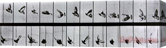 Eadweard Muybridge Flying Bird Stretched Canvas Painting / Canvas Art