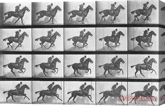 Eadweard Muybridge Galloping Horse Stretched Canvas Print / Canvas Art