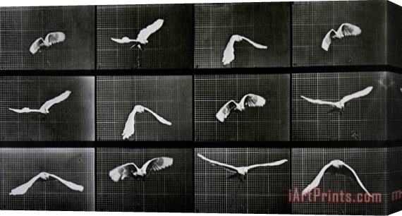 Eadwerd Muybridge Bird In Flight Stretched Canvas Painting / Canvas Art