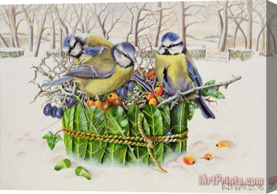EB Watts Blue Tits In Leaf Nest Stretched Canvas Print / Canvas Art