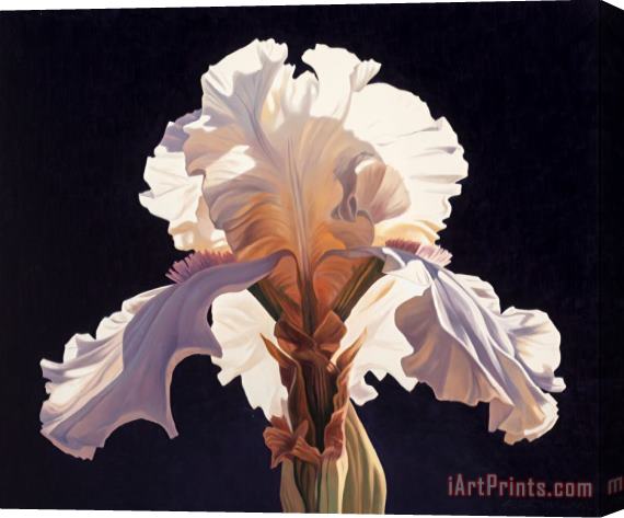 Ed Mell Symmetrical Iris, 1994 Stretched Canvas Print / Canvas Art