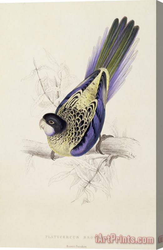 Edward Lear Browns Parakeet Stretched Canvas Print / Canvas Art