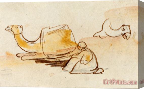 Edward Lear Camel Studies Stretched Canvas Print / Canvas Art