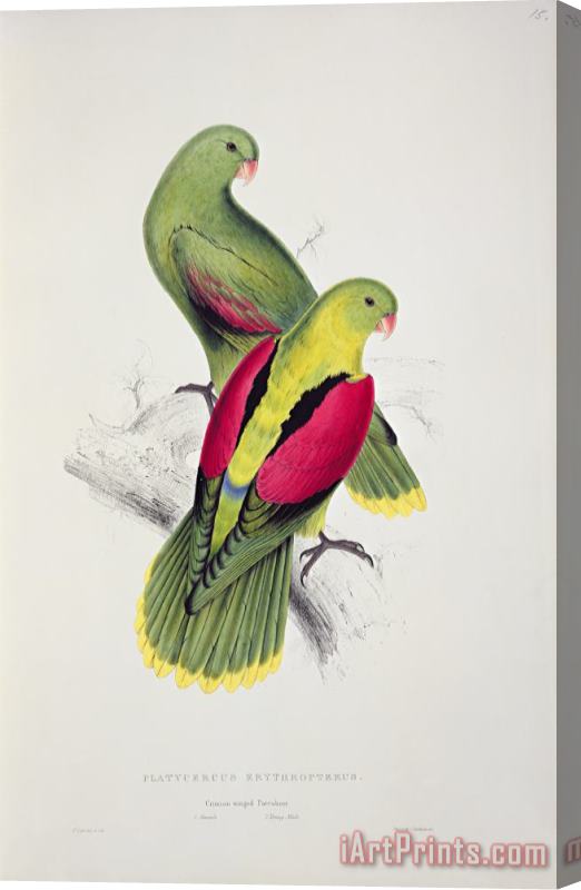 Edward Lear Crimson Winged Parakeet Stretched Canvas Print / Canvas Art