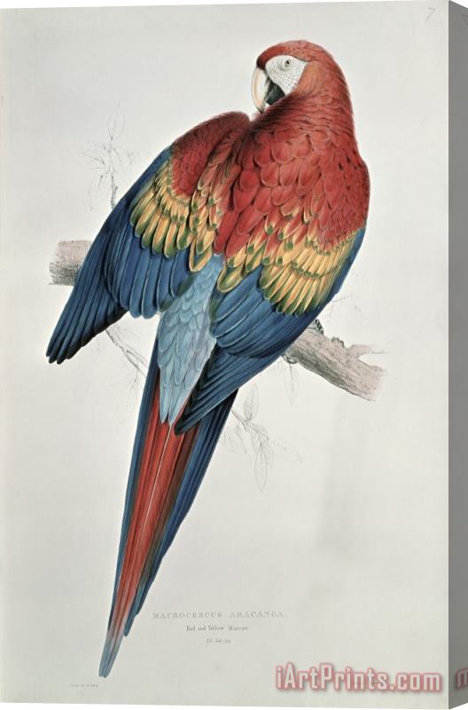 Edward Lear Red and Yellow Macaw Stretched Canvas Print / Canvas Art