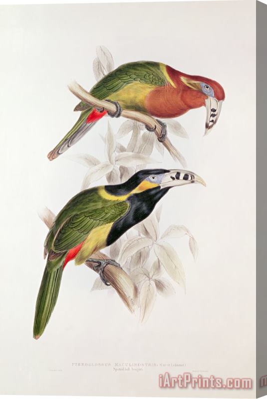 Edward Lear Spotted Bill Aracari Stretched Canvas Painting / Canvas Art