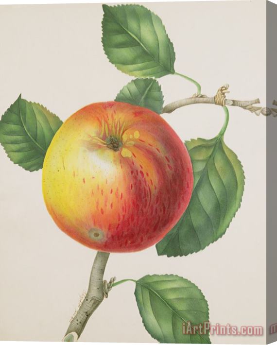 Elizabeth Jane Hill An Apple Stretched Canvas Painting / Canvas Art