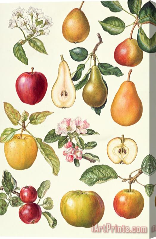 Elizabeth Rice Apples and Pears Stretched Canvas Print / Canvas Art