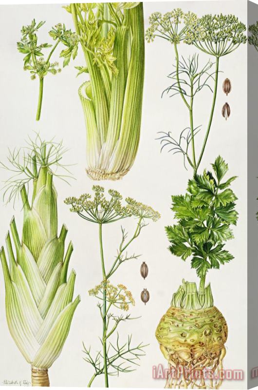 Elizabeth Rice Celery - Fennel - Dill and Celeriac Stretched Canvas Print / Canvas Art