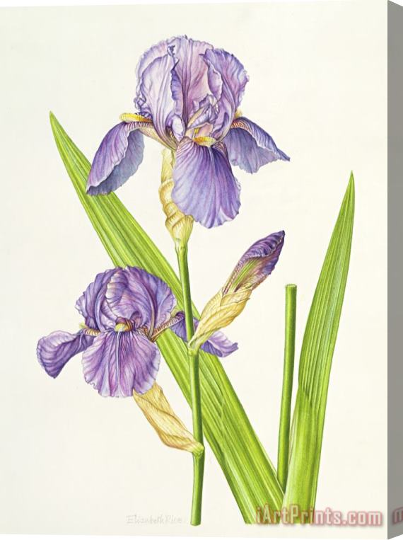 Elizabeth Rice Iris Stretched Canvas Painting / Canvas Art