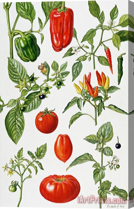 Elizabeth Rice Tomatoes and related vegetables Stretched Canvas Print / Canvas Art