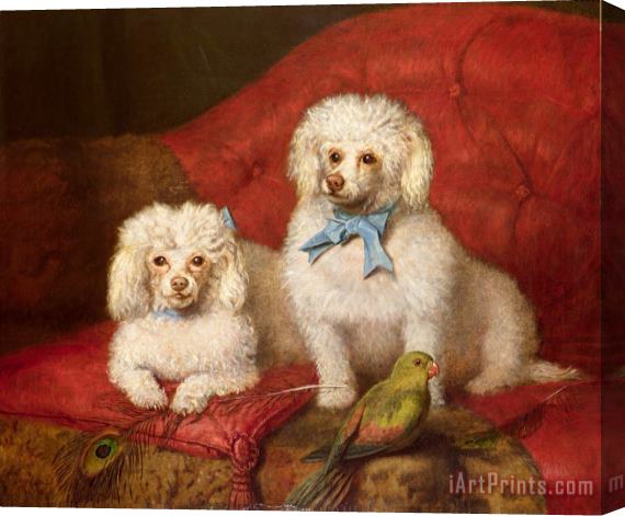 English School A Pair of Poodles Stretched Canvas Painting / Canvas Art