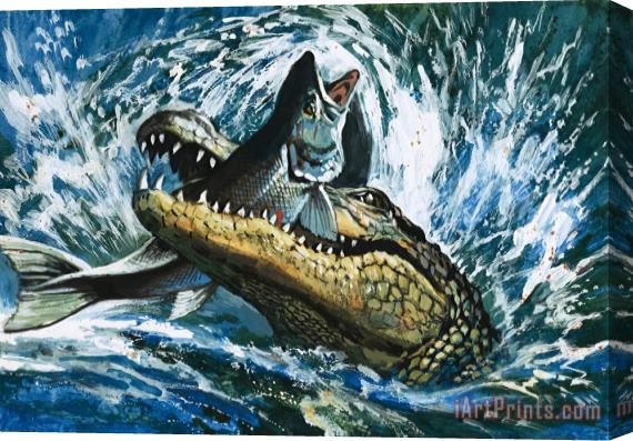 English School Alligator Eating Fish Stretched Canvas Painting / Canvas Art
